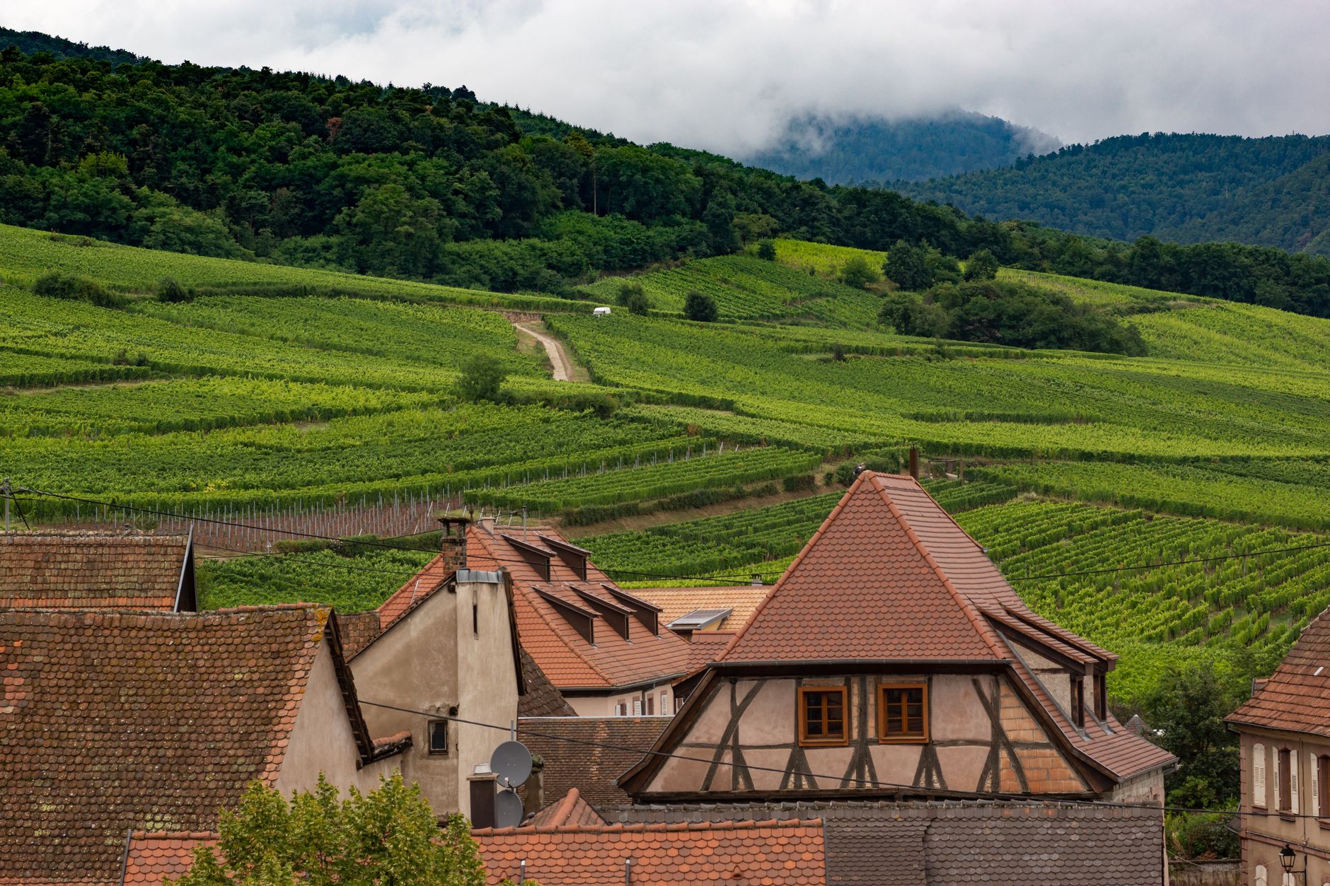 Rangs de vigne sur les collines de la route des vins d'Alsace